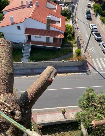Arboricultores con una amplia trayectoria
